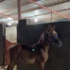 مهر