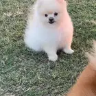 للبيع ذكر بومرينيان