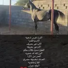 خيل