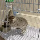 ارنب صغير لون رمادي