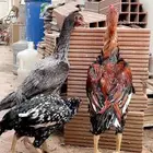 دجاج باكستاني او ياباني