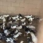 بط مسكوفي