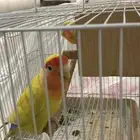 ببغاء للبيع