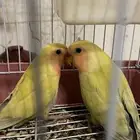 روز للبيع