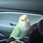 روز هدد تركوازي