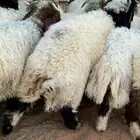 17 خروف نعيمي صافي بلدي