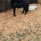 نعجه للبيع نجديه