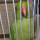 دره هندي للبيع