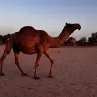 ناقه لقحه شعلا