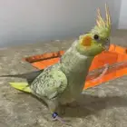 محميه فرح