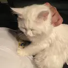 قطوة شيرازي للبيع