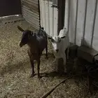 عنز جنوبيه مع فحل جنوبي