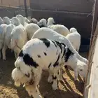 العدد13 الخرفان 9 والرخال 4 وفيها مهاجين على نجدي الصحة شرط