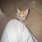 قطط