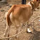بقره