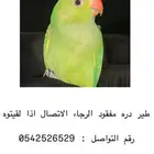 طير درة مفقود ( حي العريض )