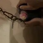 مهره شعبيه