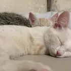 تبني