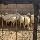 للبيع طليان مع واحدة رخال العدد9