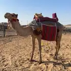 ركبي على جميع الشروط