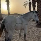 حصان شعبي سليم