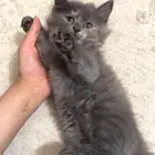 قطط شيرازيه للبيع
