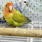 للبيع روز اخضر وا ازرق