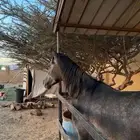 مهر العمر سنتين و سبعه شهور
