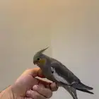 كروان هولندي انثى ( يوجد تابي وتمارا )