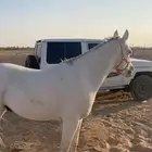 خيل