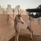 مهر شعبي