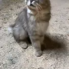 قطط للبيع