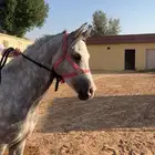 حصان طيب شعبي حار ابوه واهو امه شعبيه