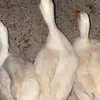 بط حي بياض و حده فيه تبياض وترجن و 3 اناثي و ذكر ألي يبيهن