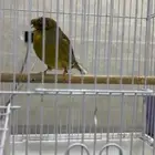 كناري جولستر