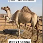 للبيع ناقه كفو