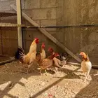 (دجاج بلدي للبيع ) تم البيع