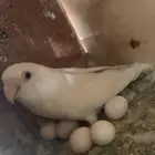 زوج روز منتج