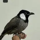 بلابل للبيع
