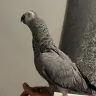 طير كاسكو فيه طفره حب الرمان