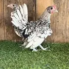 سبرايت شبابي فاخر ( TOP )( تم البيع )
