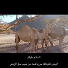 للبيع ناقه طيبه