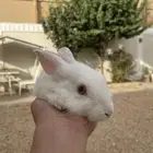 ارانب فرنسي وايطالي
