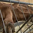 طليان جذعان سواكن يضحن مرابي فوق 5 شهور