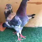 حمام شامي طبات