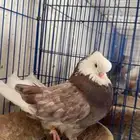ذكر طهراني وذكر نوك قنار للبيع