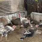 أبوعريش جنوب الشاقة الدهاليه