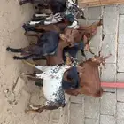 تيوس حص