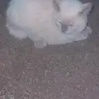 بسه