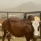 بقر للبيع